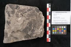 Foto (Objekt + Etikett) von Zamites sp. (NHMW-GEO-2024-0188-10106)